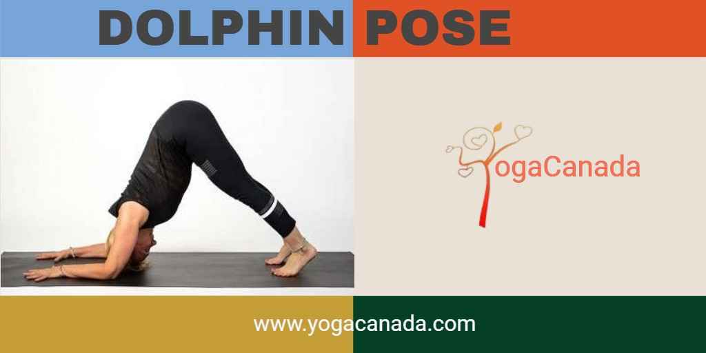 Dolphin Pose